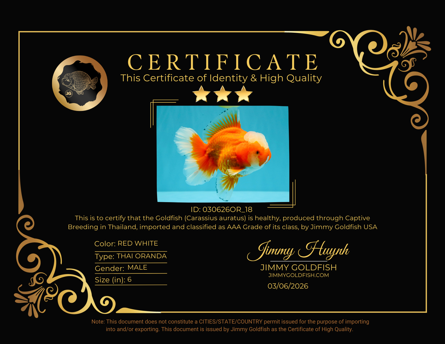 CHONKY AAA Grade Jade Head Red White Oranda Male 6 inches #030626OR_18