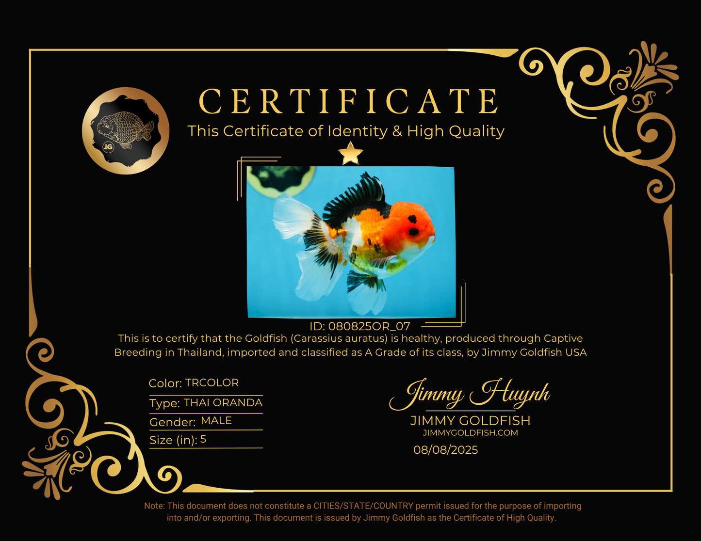 A Grade Tricolor Button Eyes Oranda Male 5 inches #080825OR_07