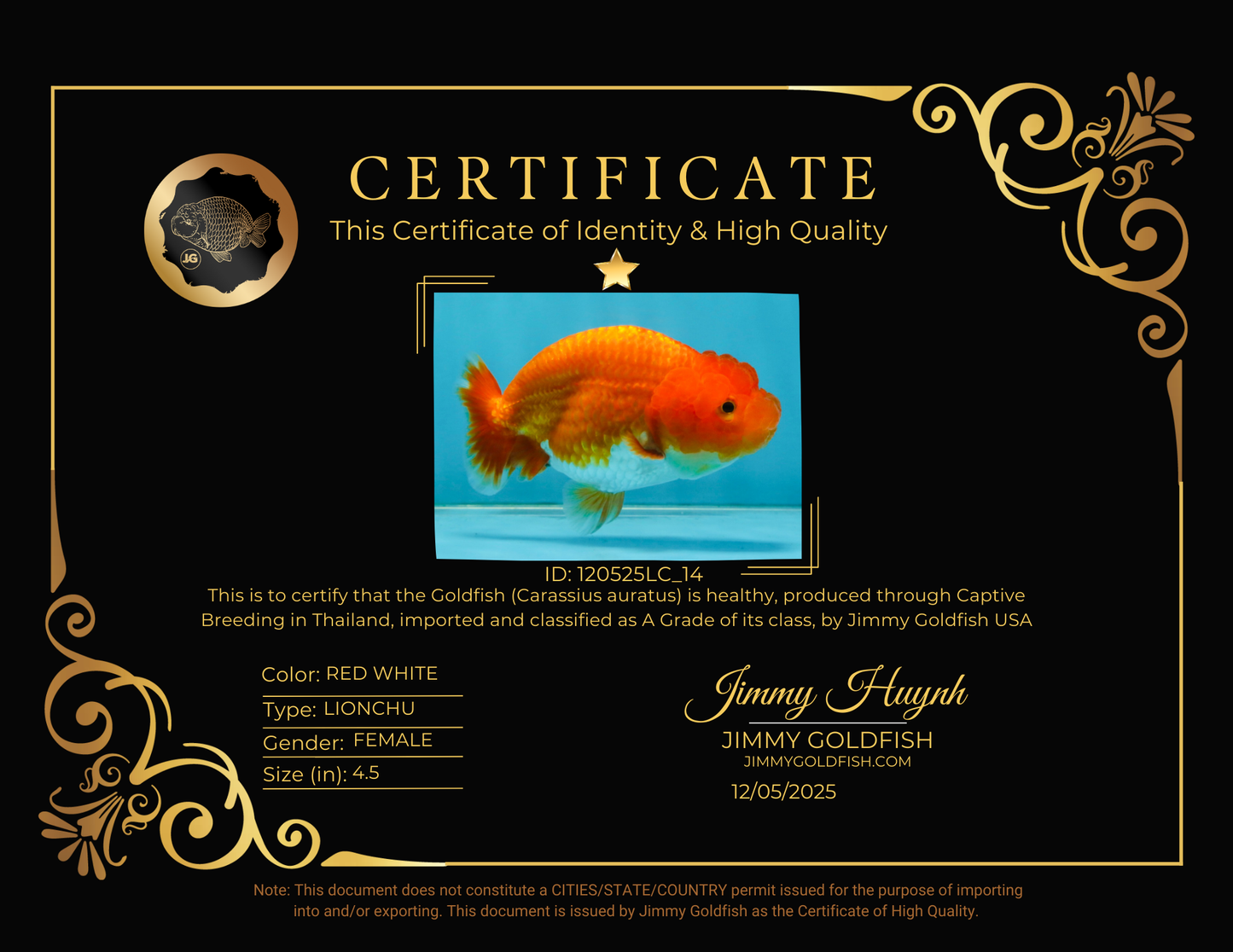 CHUBBY A Grade Red White LionQueen 4.5 inches #120525LC_14