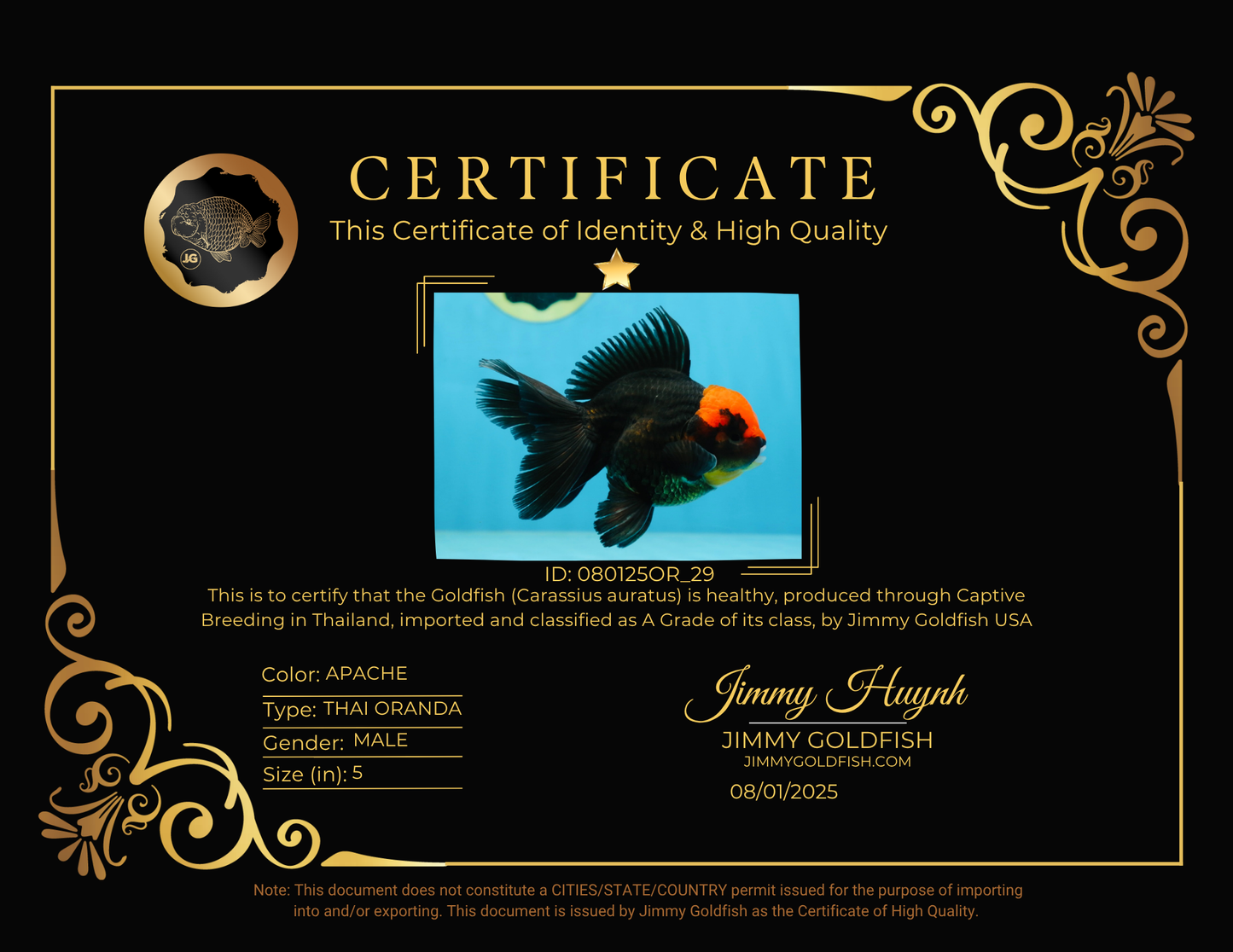 A Grade UNIQUE Red Head Oranda Male 5 inches #080125OR_29