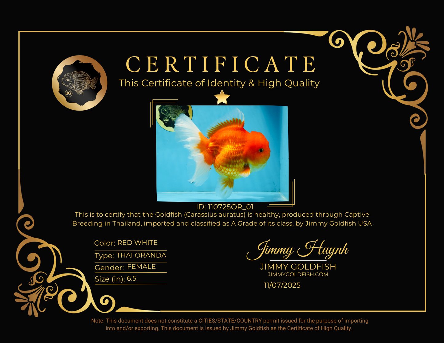 SUPER CUTE A Grade Red White Oranda Female 6.5 inches #110725OR_01