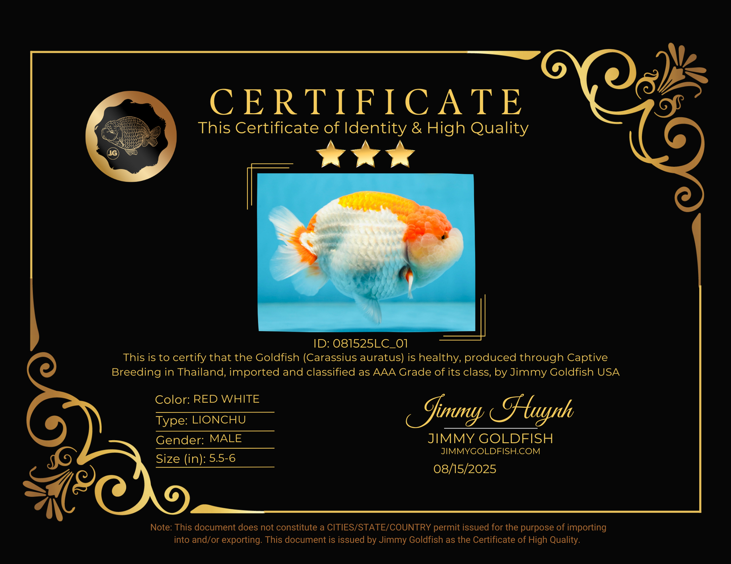 AAA Grade Red White LionKing 5.5-6 inches #081525LC_01