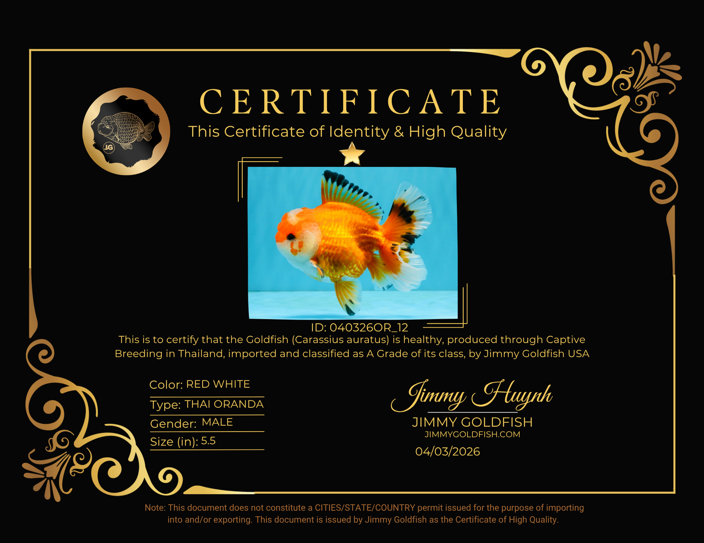 A Grade Red White Oranda Male 5.5 inches #040326OR_12