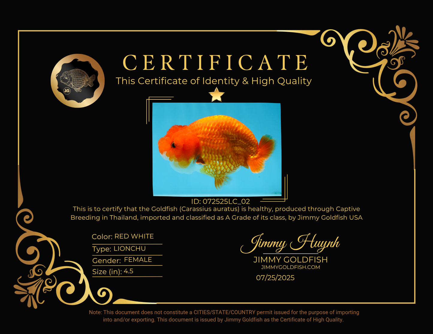 A Grade FLUFFY WEN Red White LionQueen 4.5 inches #072525LC_02