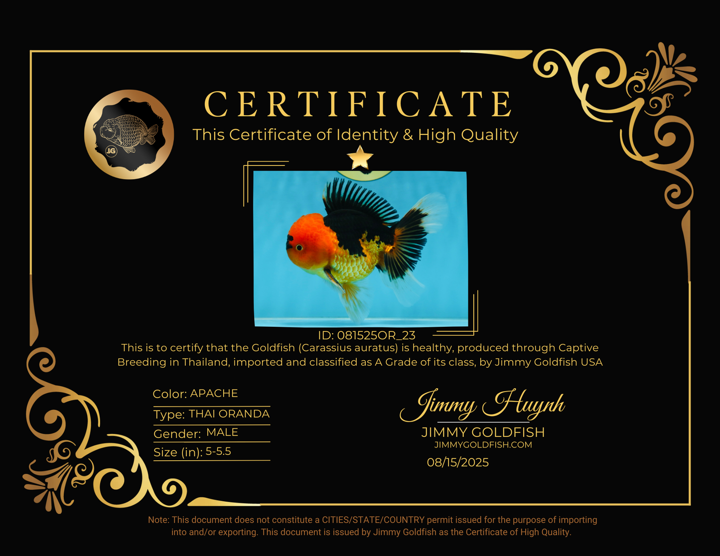 A Grade Super Mario Apache Oranda Male 5-5.5 inches #081525OR_23