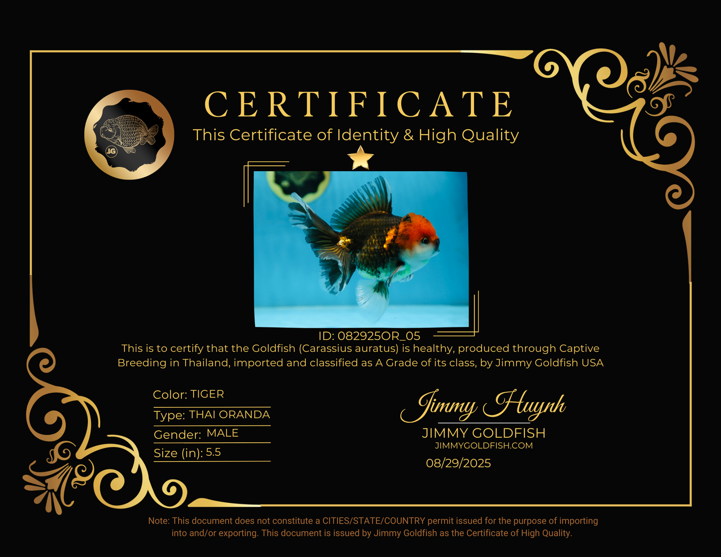 A Grade FANCY Tricolor Oranda Male 5.5 inches #082925OR_05