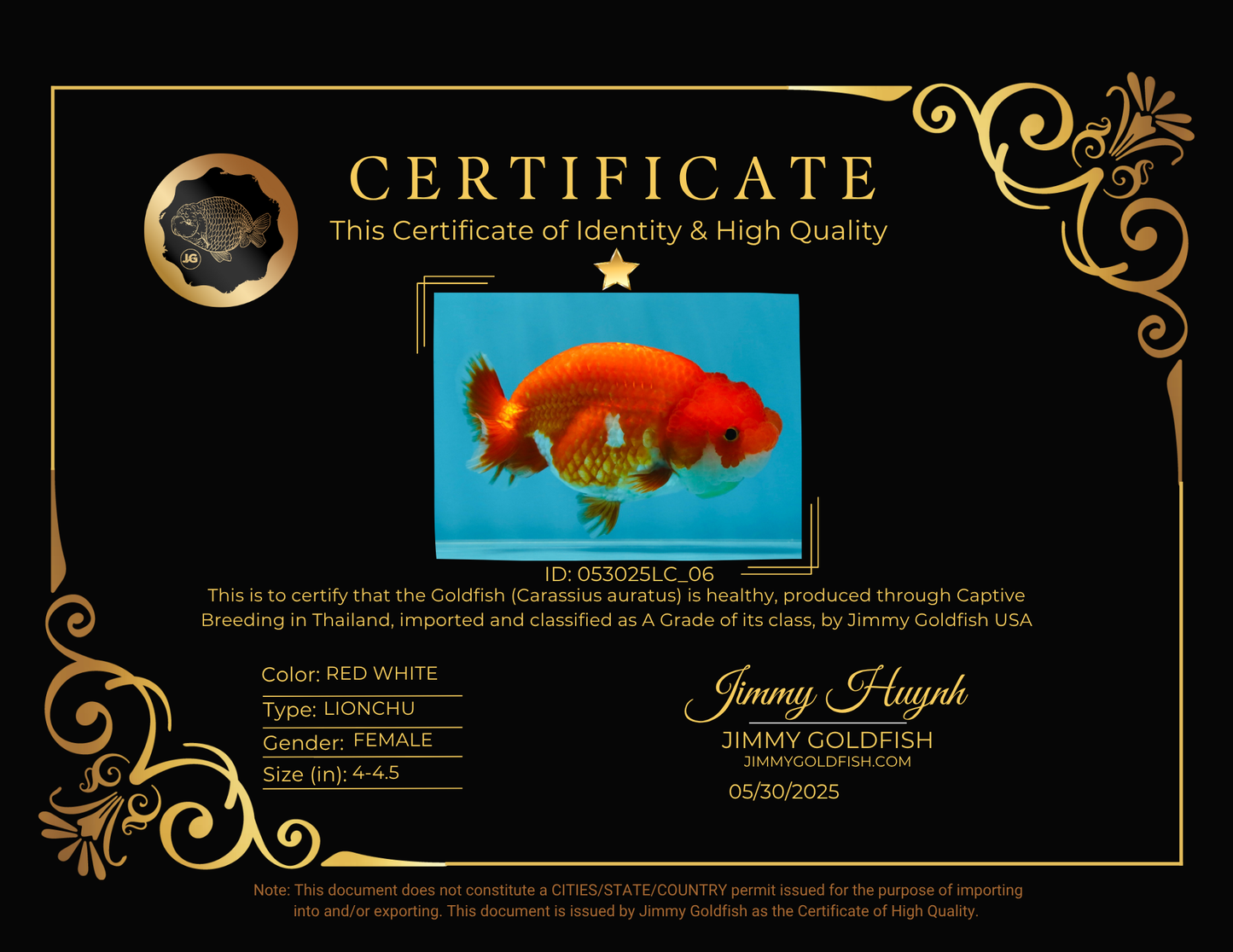 A Grade Red White LionQueen 4-4.5 inches #053025LC_06