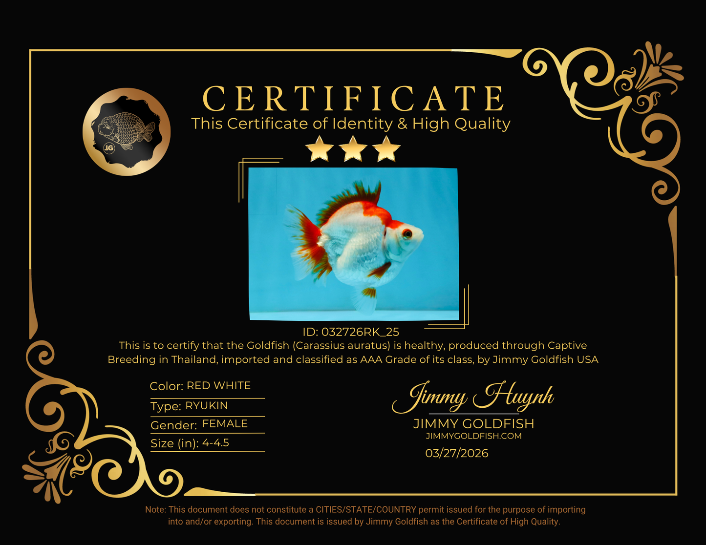 AAA Grade Red White Ryukin Female 4-4.5 inches #032726RK_25