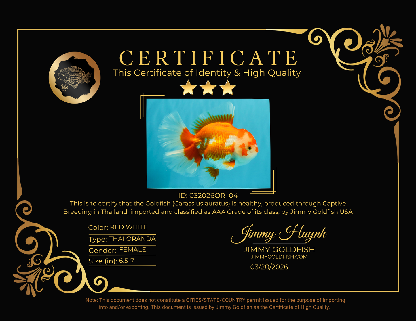 UNIQUE AAA Grade Red White Oranda Female 6.5-7 inches #032026OR_04