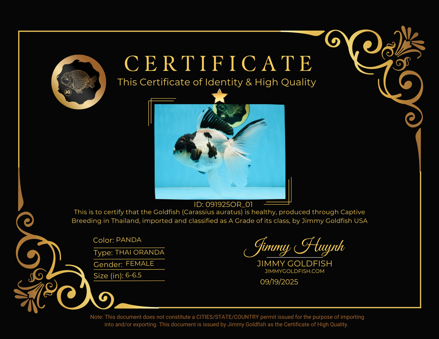 A Grade UNIQUE Panda Oranda Female 6-6.5 inches #091925OR_01