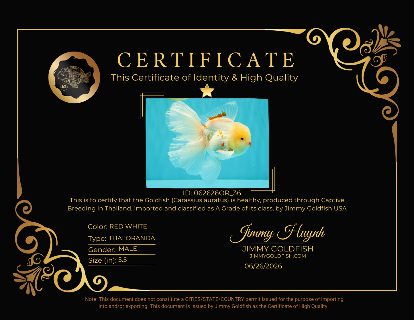A Grade Red White Oranda Male 5.5 inches #062626OR_36