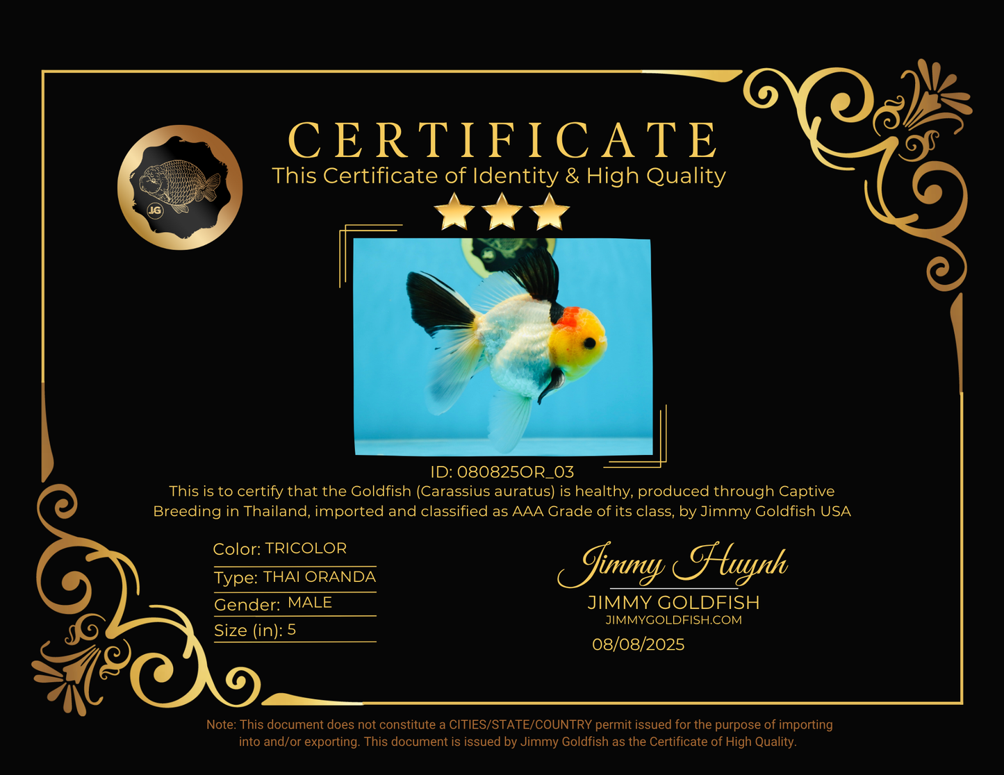 AAA Grade Special Tricolor Button Eyes Oranda Male 5 inches #080825OR_03