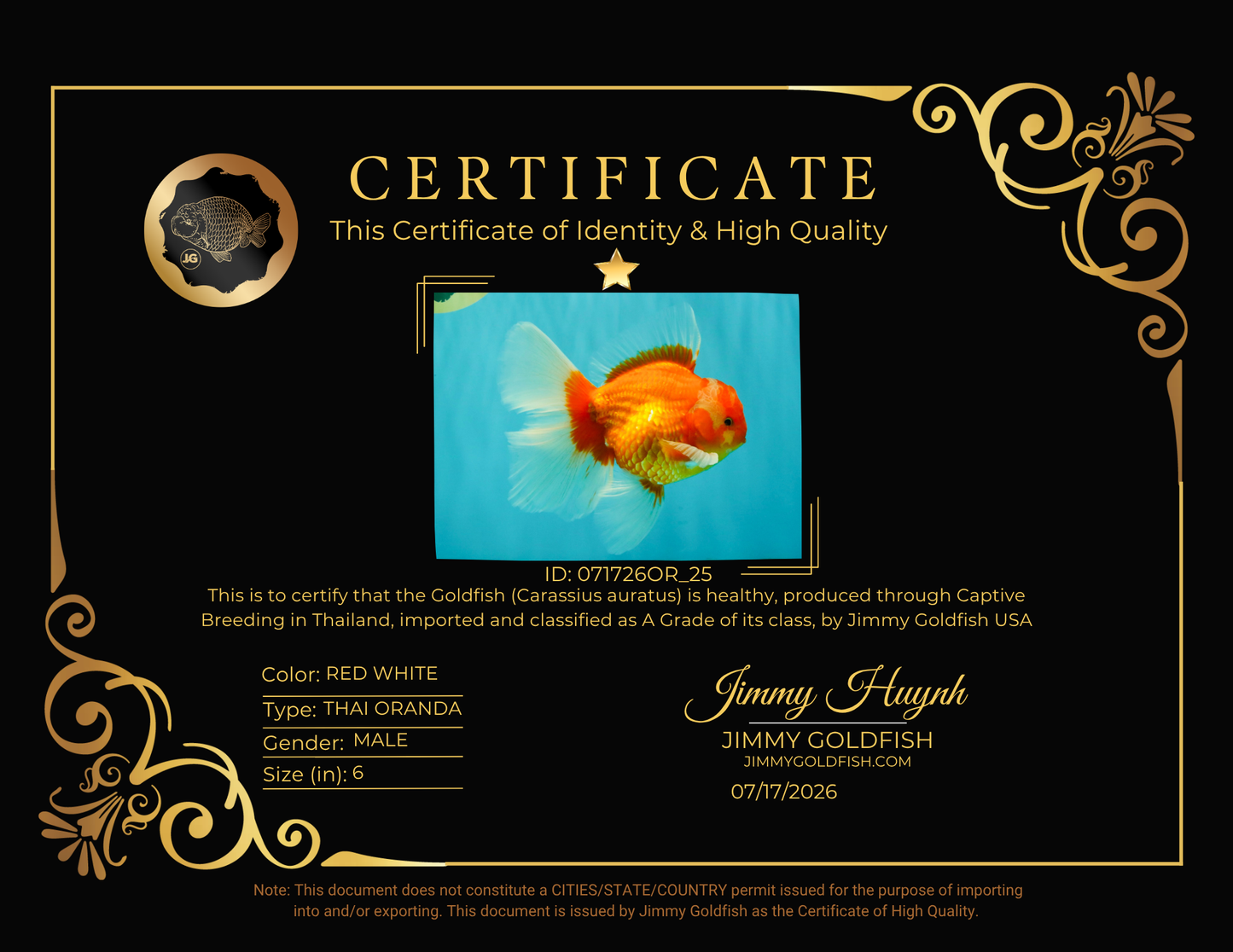A Grade Red White Oranda Male 6 inches #071726OR_25