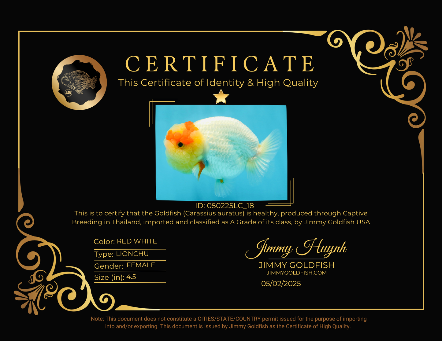 UNIQUE A Grade Red White LionQueen 4.5 inches #050225LC_18