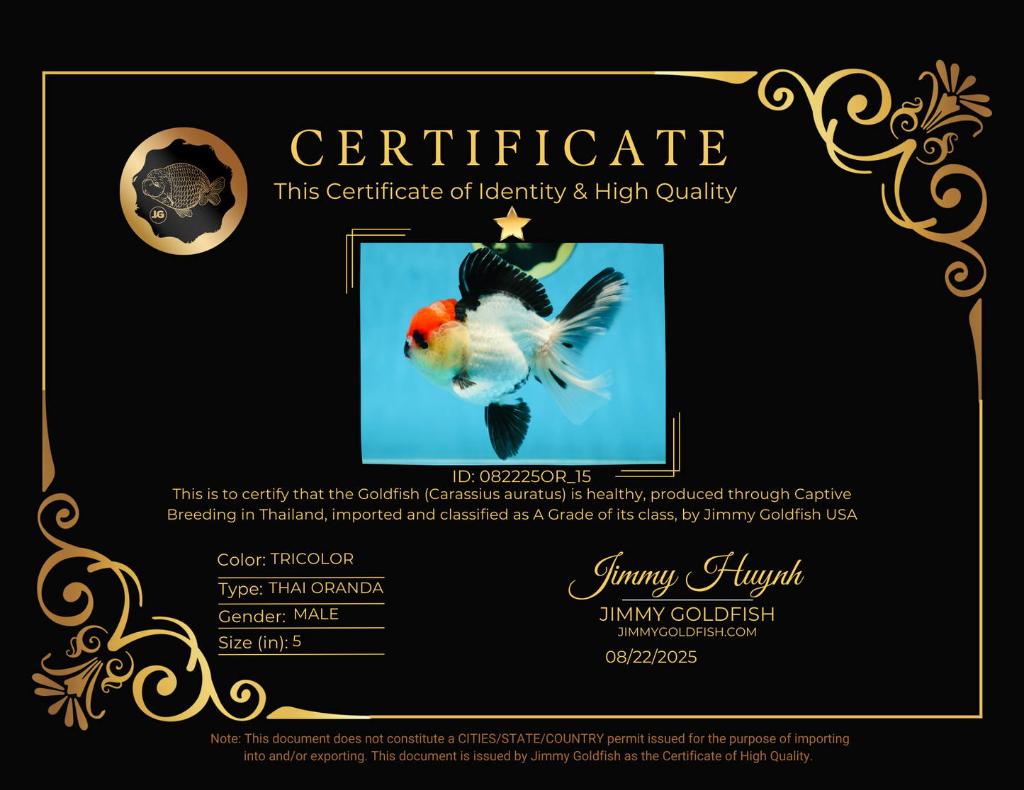 CHARLIE CHAPLIN A Grade Tricolor Oranda Male 5 inches #082225OR_15