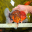CHONKY AAA Grade Tiger Oranda Male 6.5 inches #022026OR_08