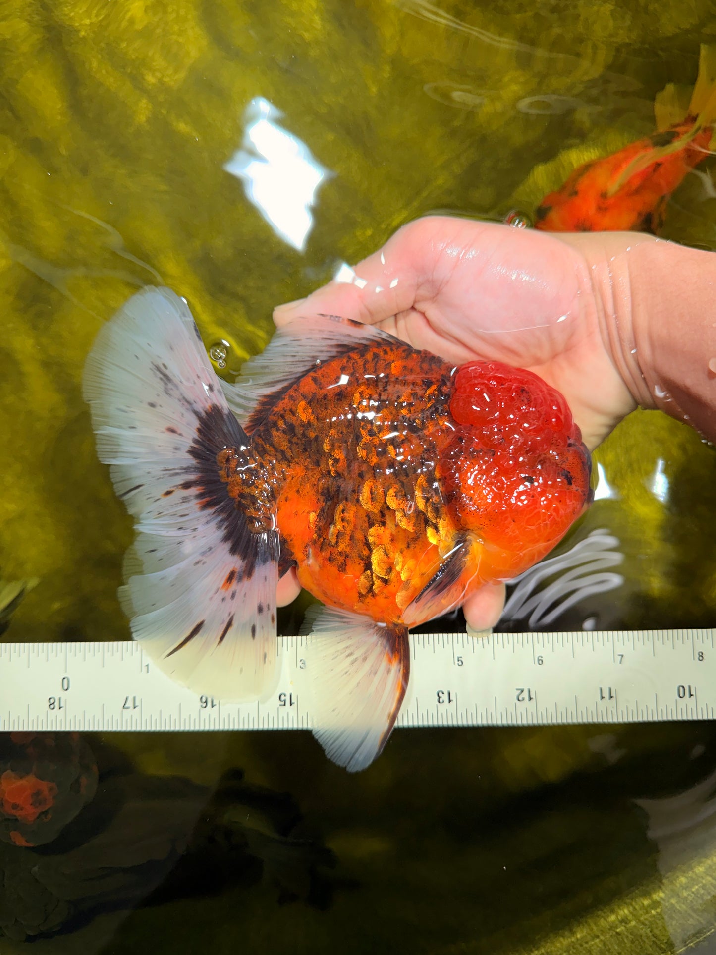 CHONKY AAA Grade Tiger Oranda Male 6.5 inches #022026OR_08