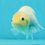 Marble Ranchu Female 3.5 inches #1004LC_09