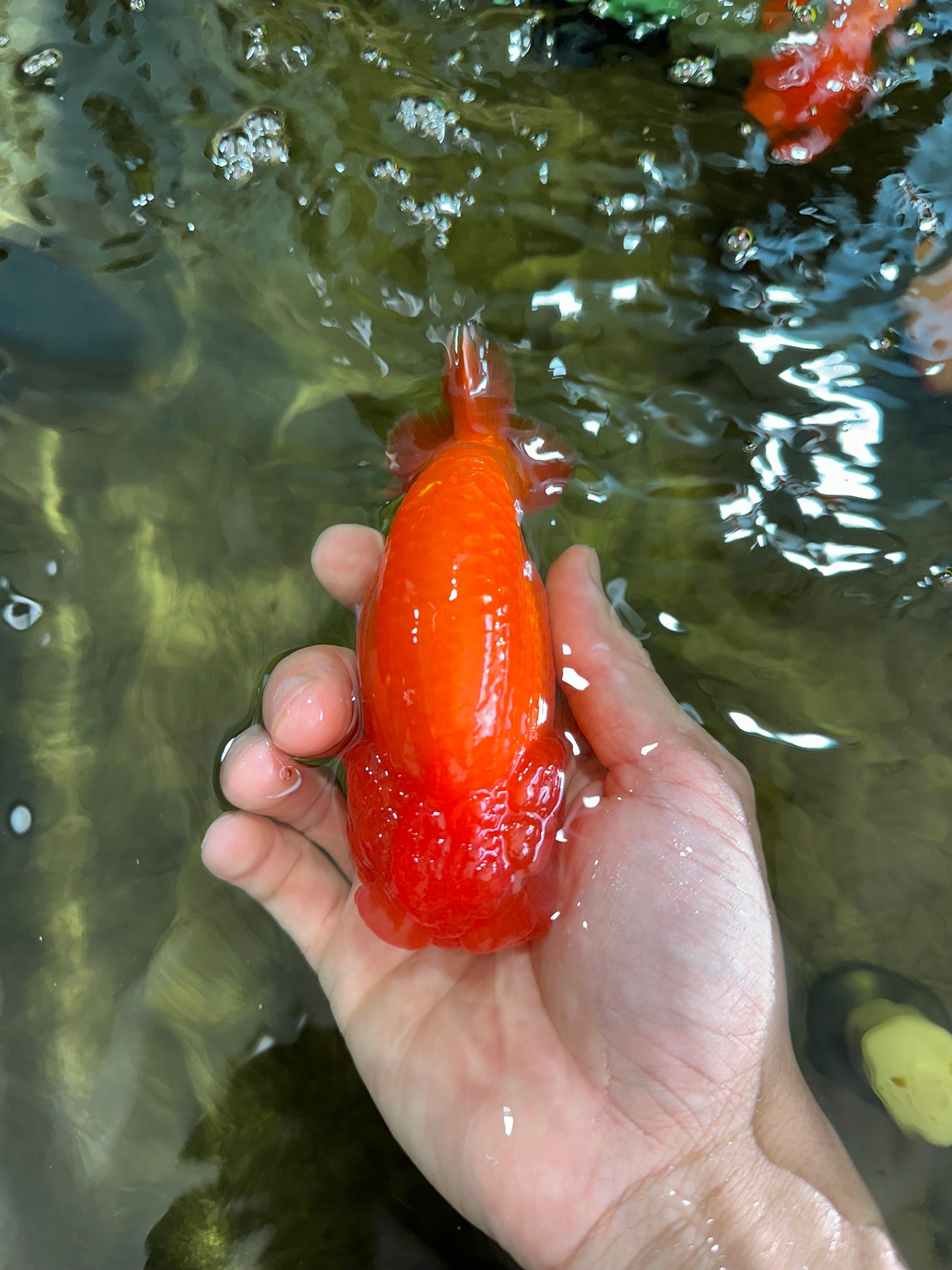 AAA Grade Solid Red LionKing 4.5  inches #052325LC_21