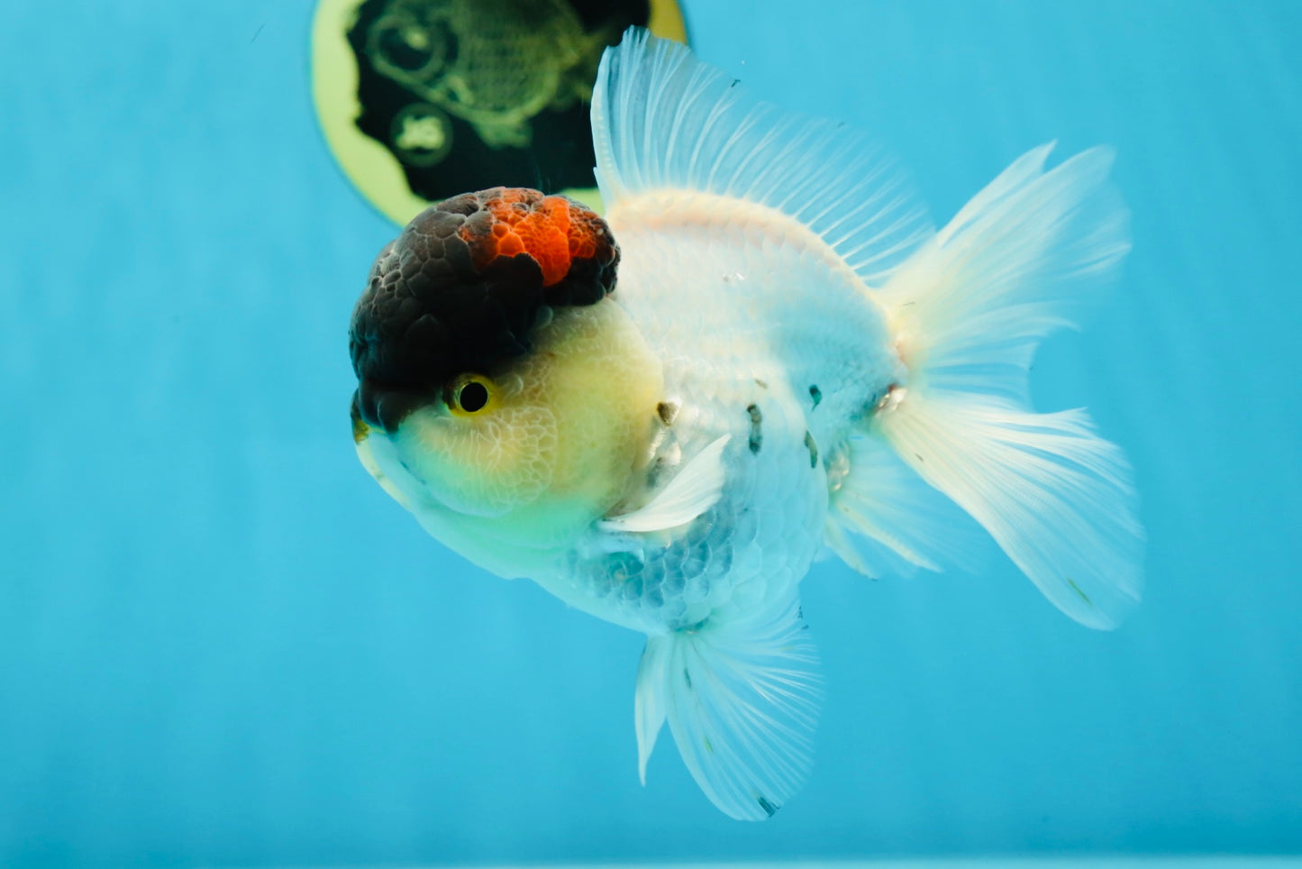 Unique Color AAA Grade Tricolor Lava Head Oranda Male 5 inches #042525OR_08