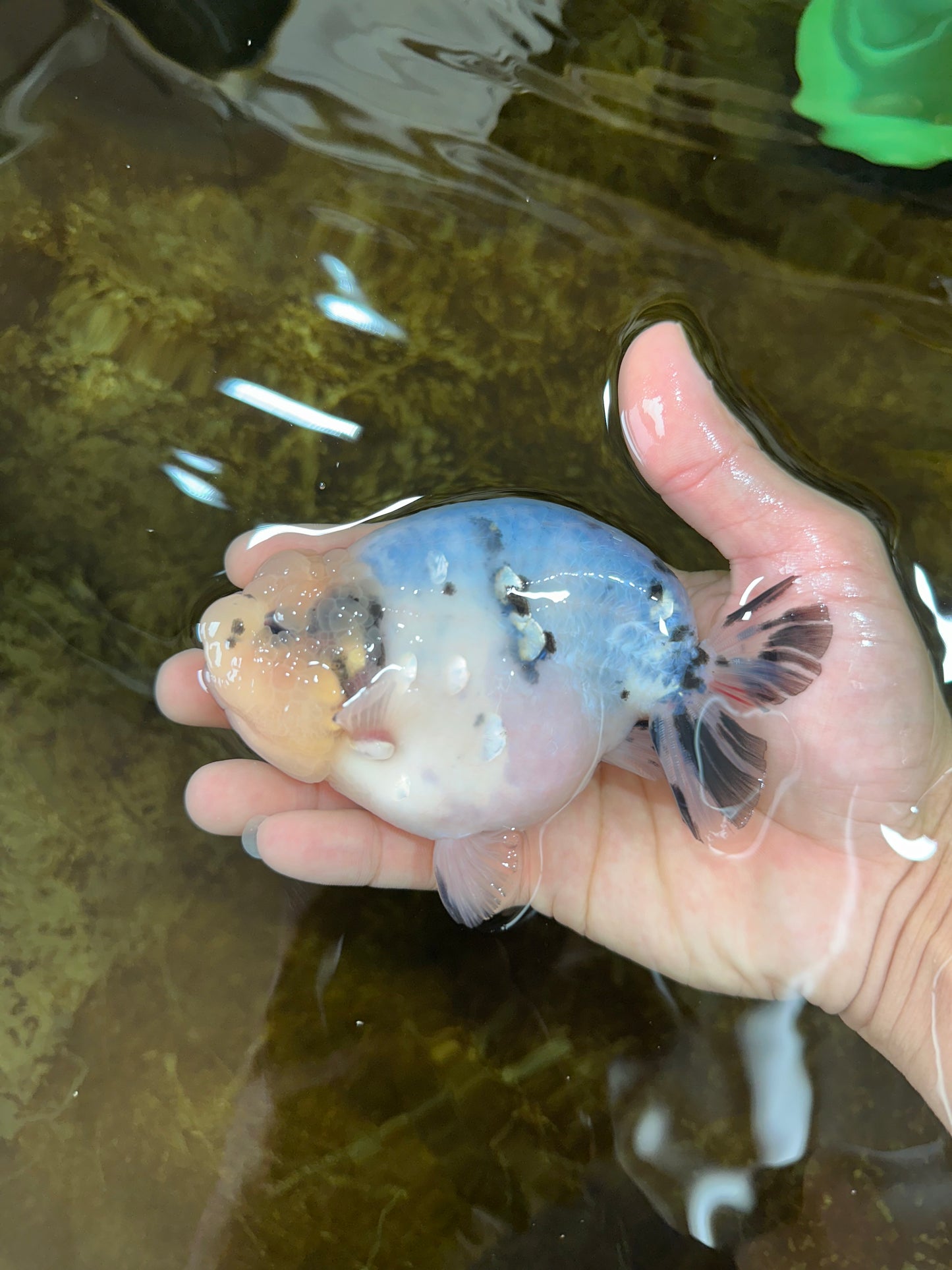 A Grade Marble Blue Back Sakura Lionking 4.5 inches #080125LC_16