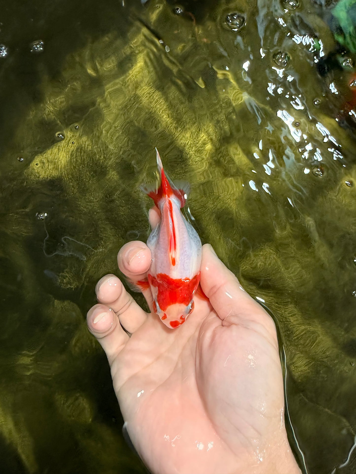 A Grade Red White Ryukin Female 3.5-4 inches #111425RK_04