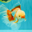 CHICKIE A Grade Red White Oranda Male 6-6.5 inches #082826OR_13