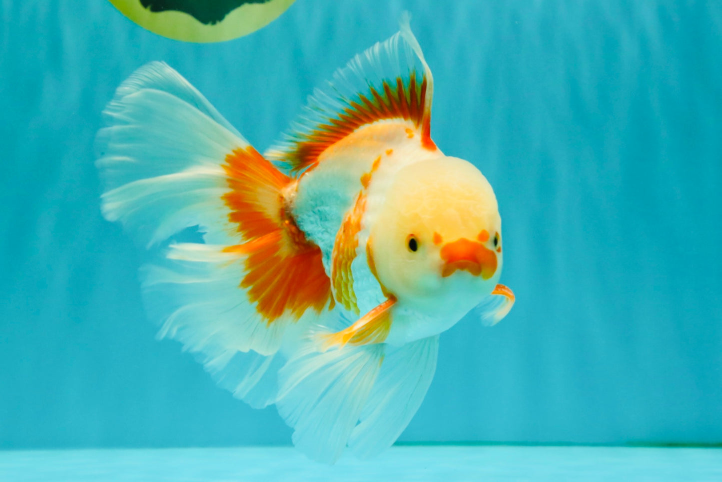 CHICKIE A Grade Red White Oranda Male 6-6.5 inches #082826OR_13