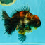 AAA Grade Granite Calico Oranda Female 6.5-7 inches #073126OR_03
