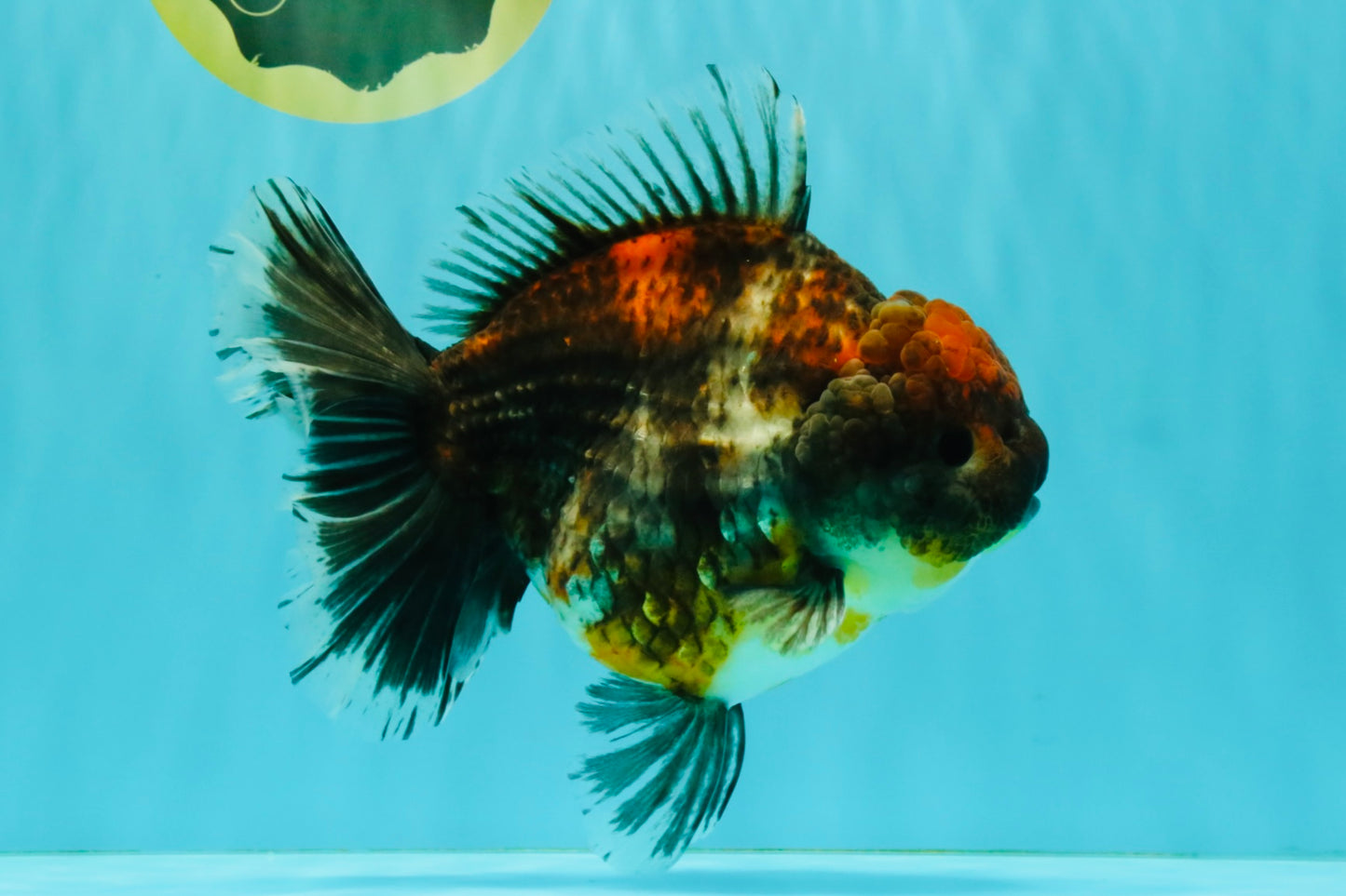 AAA Grade Granite Calico Oranda Female 6.5-7 inches #073126OR_03
