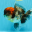 BULLDOG AAA Grade Red Head Kirin Calico Oranda Male 6.5 inches #022026OR_06