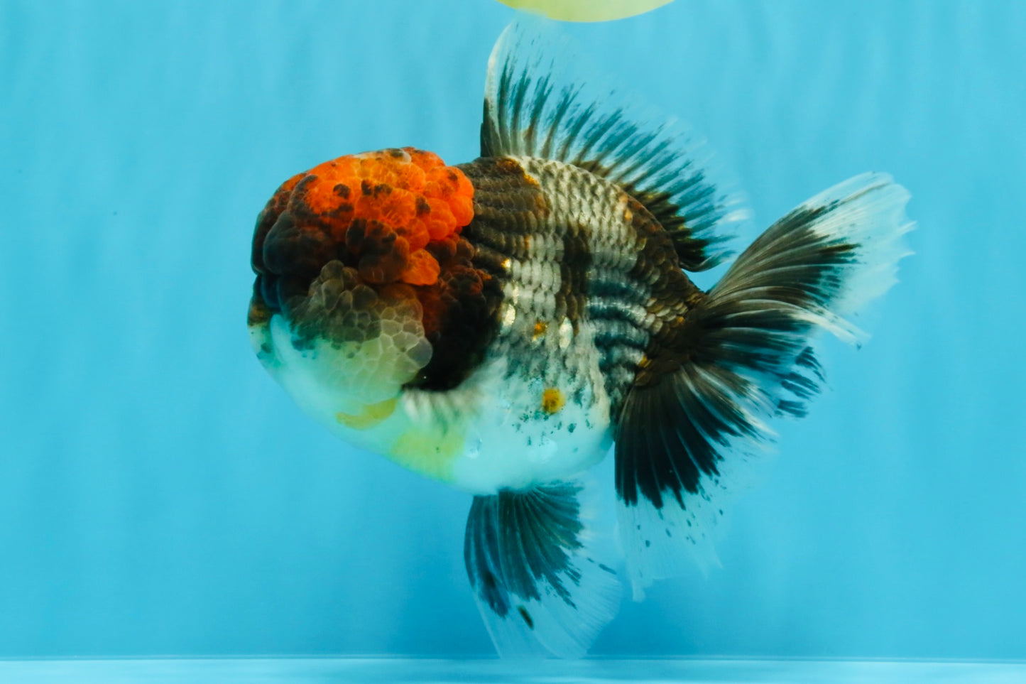 BULLDOG AAA Grade Red Head Kirin Calico Oranda Male 6.5 inches #022026OR_06