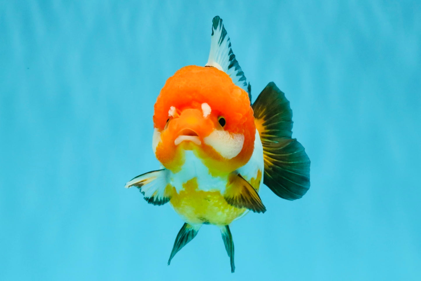 SUPER CUTE Tricolor Yuanbao Female 4.5-5 inches #040326YB_05