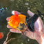 A Grade Grumpy Apache (Black Orange) Oranda Female 5 inches #110824OR_02