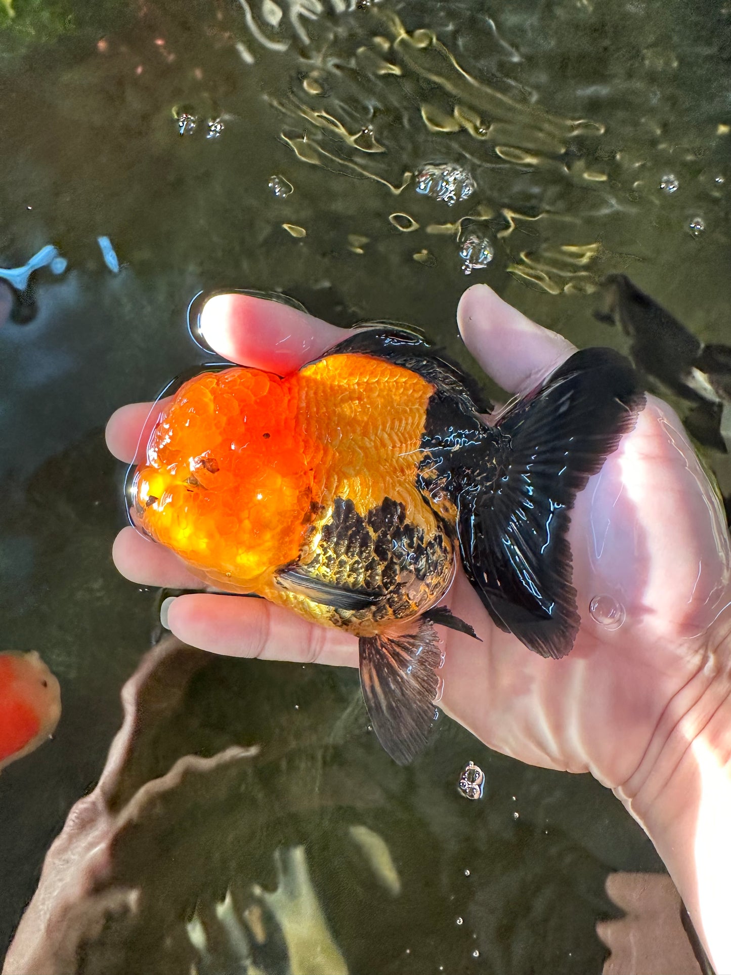 A Grade Grumpy Apache (Black Orange) Oranda Female 5 inches #110824OR_02