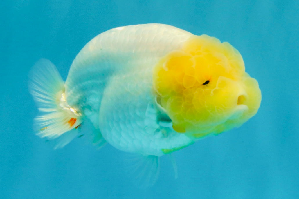 A Grade Dragon Lemonhead  LionQueen 4.5 inches #022726LC_28