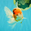 A Grade Sakura Oranda Male 6-6.5 inches #073126OR_17