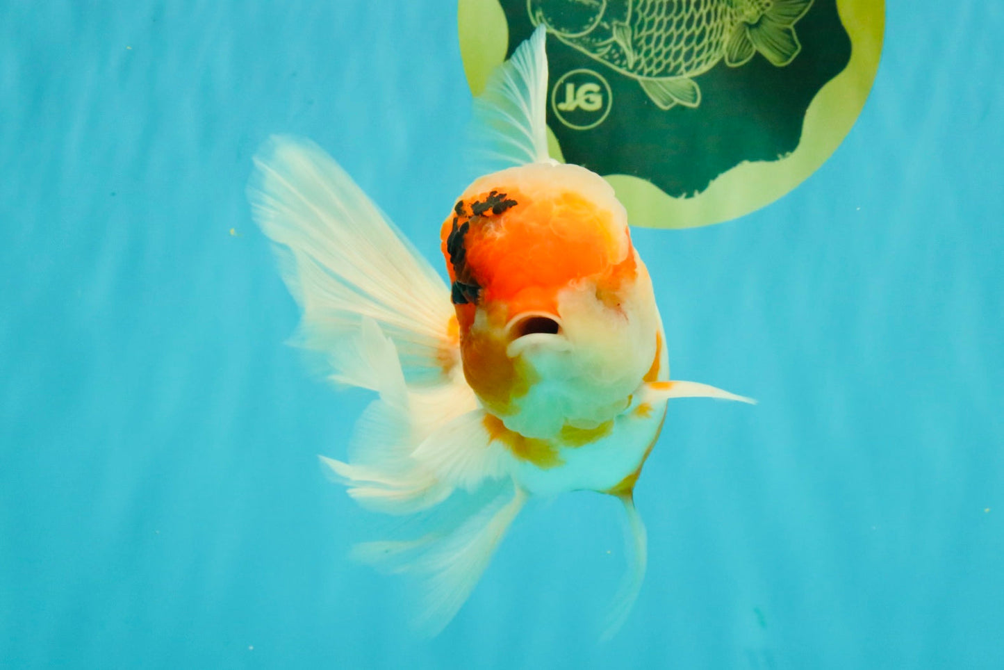 A Grade Sakura Oranda Male 6-6.5 inches #073126OR_17