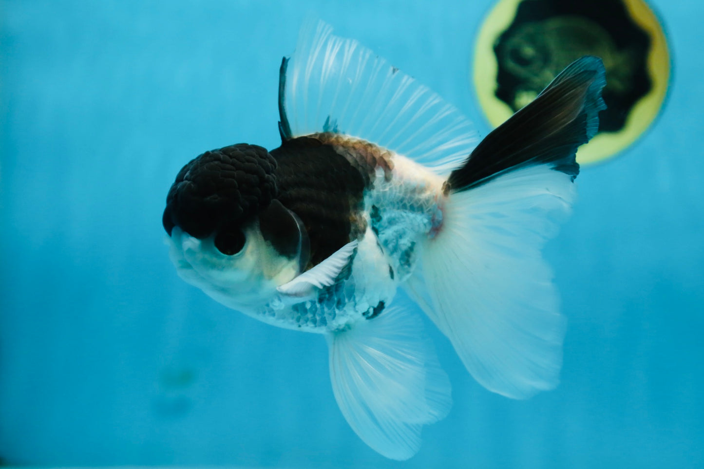 Panda Oranda Male 5.5 inches #090525OR_16