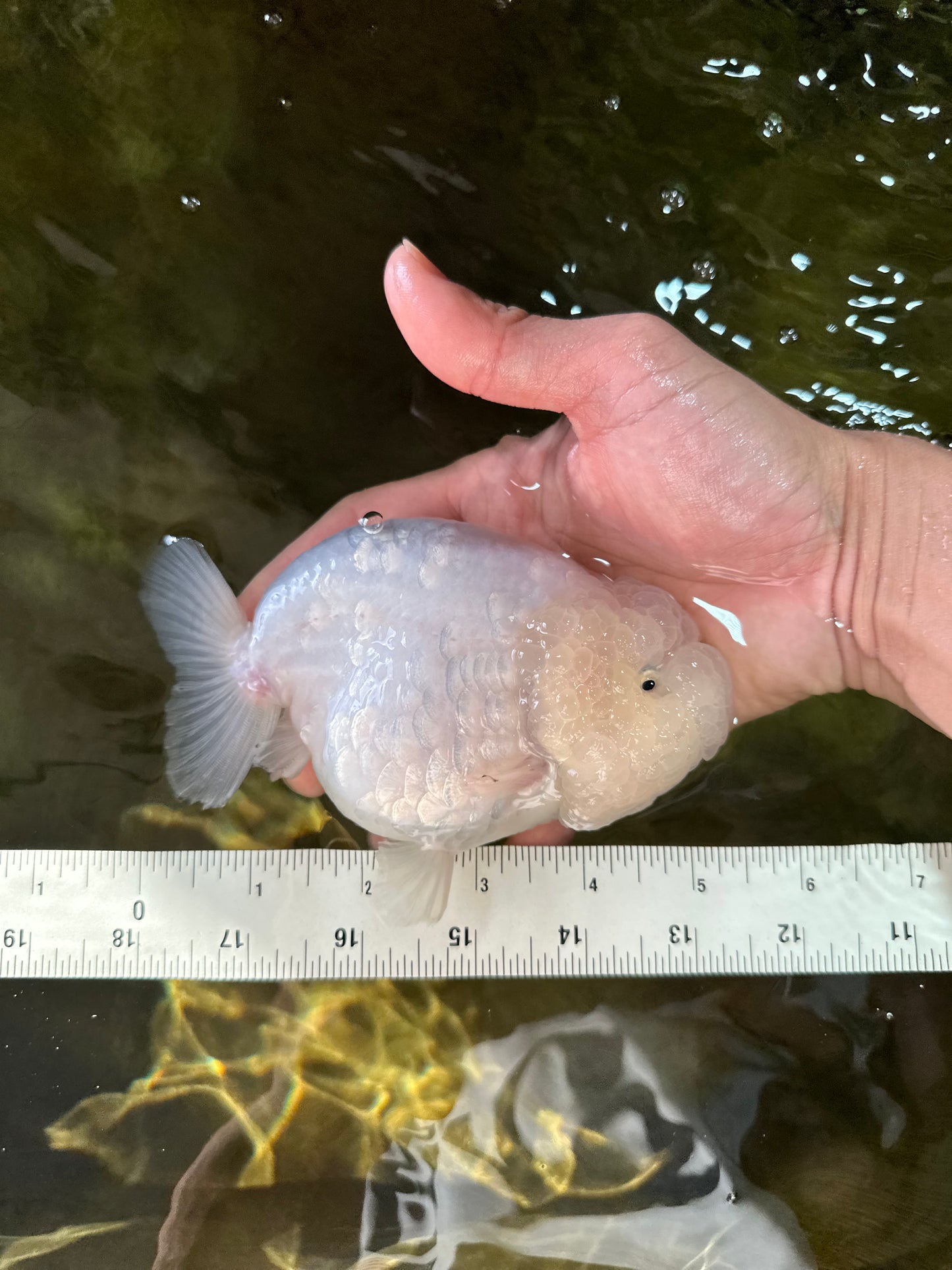 RARE A Grade Sakura Snow White LionQueen 5-5.5 inches #050225LC_13