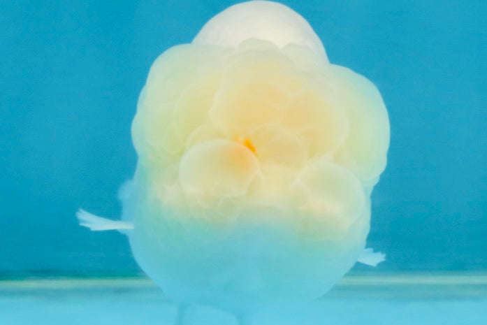 SNOW White Lionchu Female 4 inches #120525LC_11