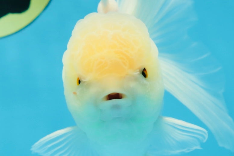 A Grade Snow White Oranda Male 5.5 inches #070425OR_16