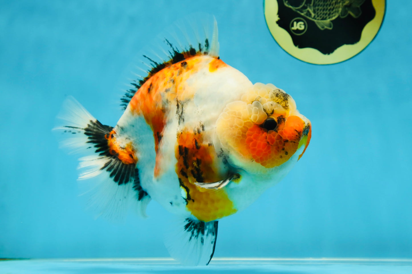 AAA Grade Big Body Godzilla Ink Calico Yuanbao Female 6 inches #051625YB_12