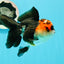 A Grade Ironman Tricolor Oranda Female 5  inches #0510OR_15