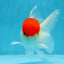 A Grade Super Cute Red Cap Oranda Male 4.5-5 inches #053025OR_22