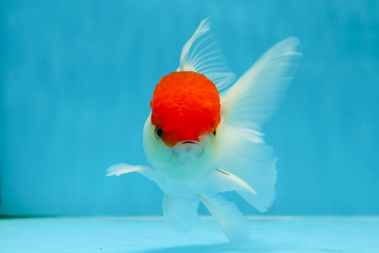 A Grade Super Cute Red Cap Oranda Male 4.5-5 inches #053025OR_22