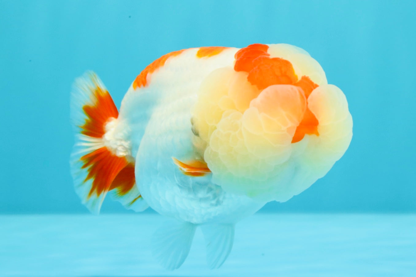 AAA Grade Kohaku LionQueen 4.5 inches #030626LC_01