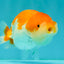 Red White LionChu Female 4.5 inches #070326LC_35