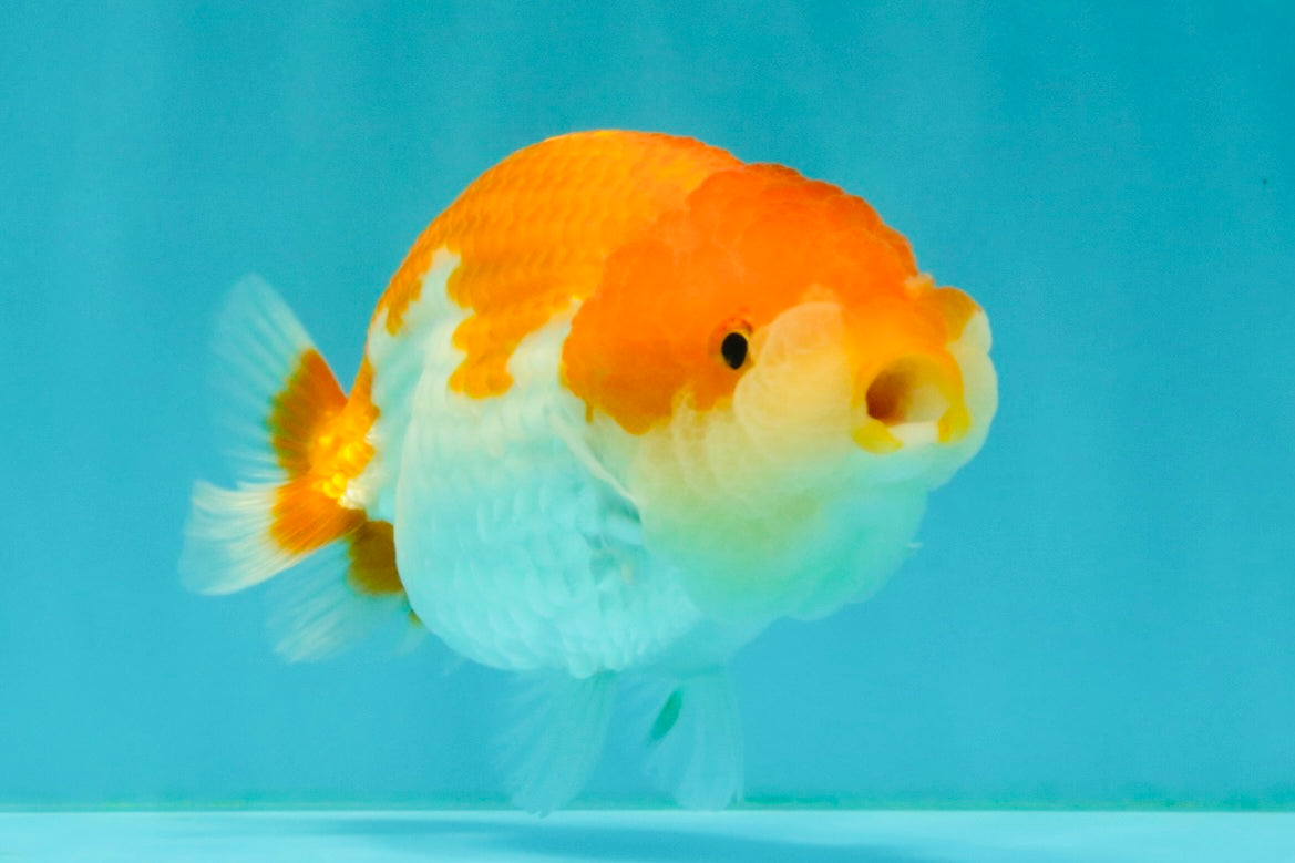 Red White LionChu Female 4.5 inches #070326LC_35