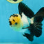 AAA Grade Panda Oranda Male 5-5.5 inches #062725OR_13